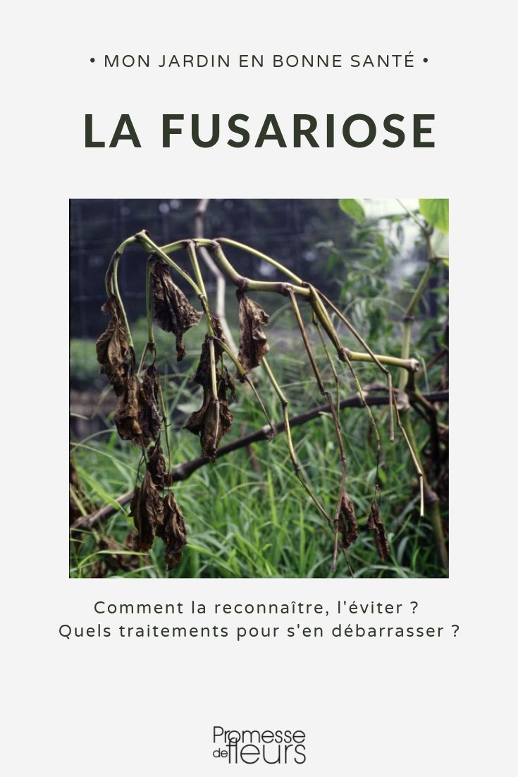 Combatting Fusarium Wilt