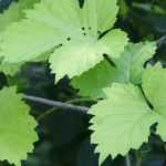 Hop, <em>Humulus lupulus</em>: planting, cultivation and use