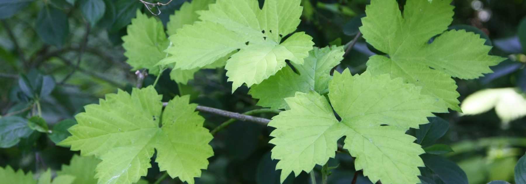 Hop, <em>Humulus lupulus</em>: planting, cultivation and use