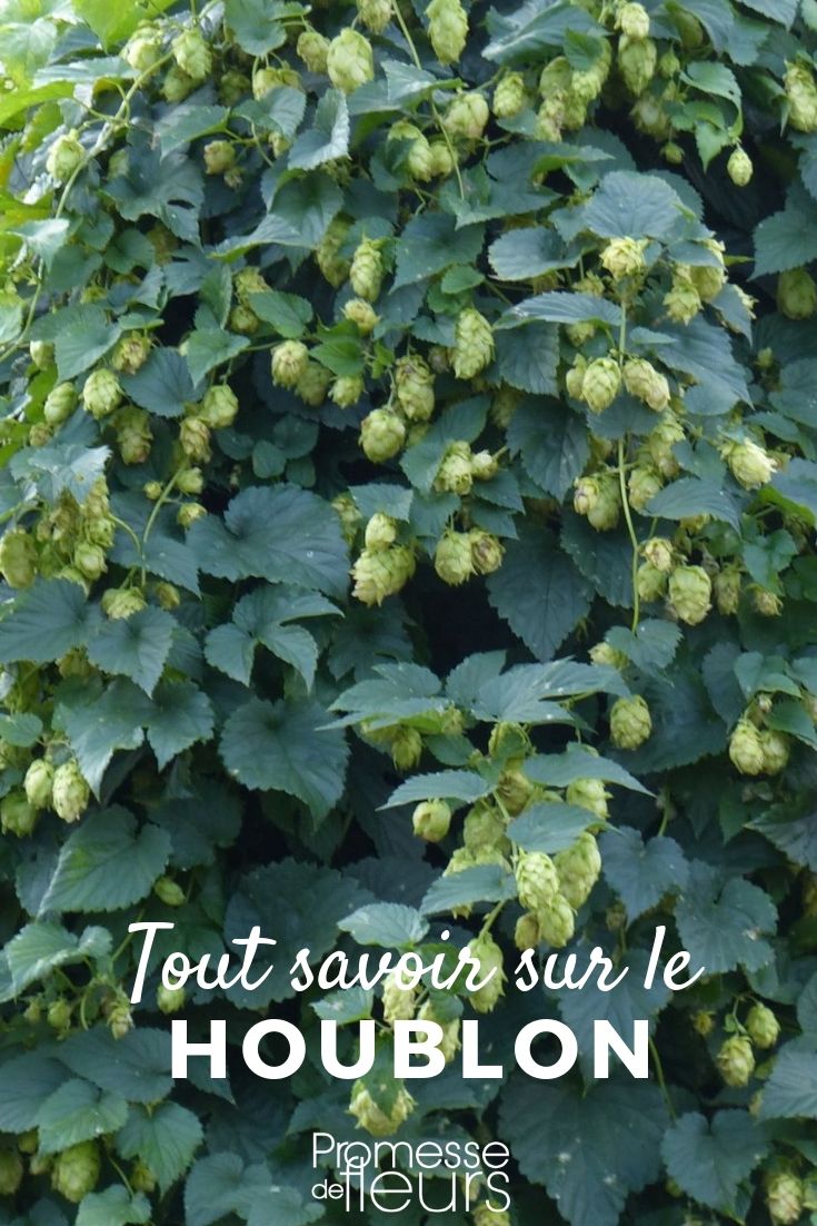 Hop: Everything You Need to Know
The hop, scientifically known as Humulus lupulus, is a vigorous climbing plant renowned not only for its role in beer production but also for its ornamental value in gardens. In this article, we'll explore everything from its cultivation to its various uses.
### Cultivation and Care
Hops thrive in well-drained, fertile soil and require a sunny location to flourish. They are hardy plants that grow rapidly, often reaching several metres in height within a single growing season. To support their growth, it's essential to provide sturdy structures such as trellises or poles.
### Ornamental Uses
While most commonly associated with brewing, hops can also be a delightful addition to the garden. Their lush, green foliage and distinctive cone-shaped flowers can create an attractive green screen or a natural canopy over pergolas and archways.
### Brewing with Hops
In brewing, hops are indispensable for adding bitterness, flavour, and aroma to beer. The bitterness counteracts the sweetness of the malt, while the essential oils contribute various flavours and aromas, ranging from floral to citrusy, depending on the hop variety.
### Varieties to Consider
There are numerous hop varieties, each offering different flavours and levels of bitterness. Some popular varieties include:
- **Cascade**: Known for its floral, citrusy aroma, it's a favourite among craft brewers.
- **Fuggle**: Offers a milder bitterness with earthy and woody notes, ideal for traditional ales.
- **Goldings**: Celebrated for its sweet, fruity aroma, perfect for enhancing lighter beers.
### Conclusion
Whether you're a brewer looking to grow your own ingredients or a gardener seeking a striking climbing plant, hops are a versatile and rewarding choice. With proper care and the right conditions, they can be a standout feature in both the garden and the glass. Everything You Need to Know About Humulus Lupulus
Humulus lupulus, commonly known as the hop plant, is a perennial favourite among gardeners and brewers alike. This climbing plant is not only valued for its ornamental appeal but also for its crucial role in brewing beer. Here, we delve into the essentials of growing, caring for, and utilising Humulus lupulus.
### Growing Humulus Lupulus
Hops thrive in well-drained soil with plenty of sunlight. They are vigorous climbers, so providing a sturdy support system like a trellis or wires is essential. Planting should be done in early spring, and with the right conditions, they can grow up to 20-25 feet in a single season.
### Care and Maintenance
Regular watering and fertilization are key to maintaining a healthy hop plant. They require a lot of nutrients, especially nitrogen, so a balanced fertilizer is recommended. Pruning is also important; trim back the first shoots in early spring to promote more vigorous growth.
### Uses of Humulus Lupulus
Beyond brewing, Humulus lupulus has been used in herbal medicine for its sedative properties. It can help in treating sleep disorders and anxiety. Additionally, the plant is a beautiful addition to garden landscapes, providing lush greenery and an interesting vertical element.
For more detailed information on growing and caring for Humulus lupulus, visit our detailed guides and gardening tips. Whether you're a seasoned gardener or a brewing enthusiast, this plant offers something for everyone. Happy gardening!