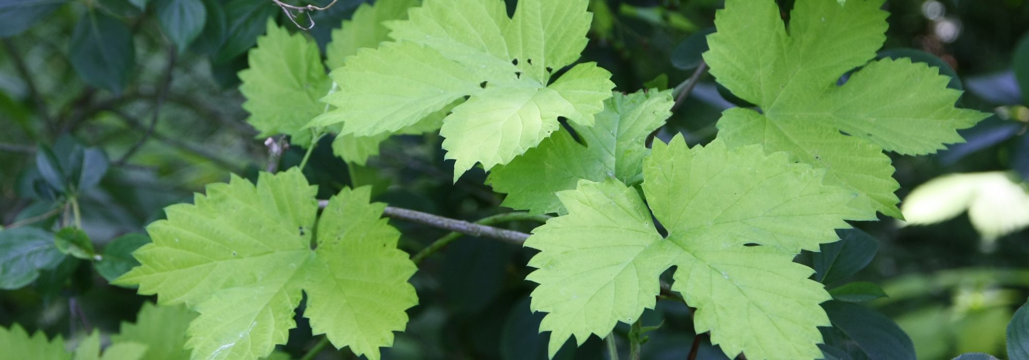 Hop, <em>Humulus lupulus</em>: planting, cultivation and use