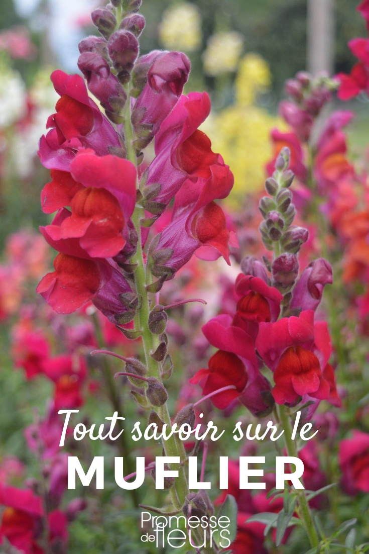Snapdragon: Everything You Need to Know
Snapdragons, or Antirrhinum, are a popular choice among gardeners for their vibrant colours and unique flower shape that resembles a dragon's mouth. In this article, we'll delve into everything you need to know about growing and caring for snapdragons, ensuring they thrive in your garden.
### 1. Planting Snapdragons
Snapdragons prefer cooler temperatures and thrive in full sun to partial shade. It's best to plant them in well-draining soil enriched with organic matter. You can start them indoors about 6-8 weeks before the last frost date or sow them directly into the garden in early spring.
### 2. Watering and Feeding
Regular watering is crucial, especially during dry spells. However, ensure the soil is not waterlogged. Feed snapdragons with a balanced, slow-release fertilizer at the beginning of the growing season to support their growth.
### 3. Pruning and Maintenance
Deadheading, or removing faded flowers, encourages snapdragons to produce more blooms. Pinching the tips can also promote bushier growth. Keep an eye out for common pests like aphids and treat them promptly.
### 4. Winter Care
In milder climates, snapdragons can survive the winter with some protection. Apply a layer of mulch to insulate the roots. In colder regions, they are often treated as annuals.
### 5. Varieties to Consider
There are several varieties of snapdragons, ranging from dwarf to tall types, suitable for borders, containers, and cutting gardens. Some popular varieties include 'Rocket', 'Liberty Classic', and 'Sonnet'.
By following these tips, you can enjoy the charming beauty of snapdragons in your garden throughout the growing season. Whether you're a novice or an experienced gardener, these flowers are sure to add a touch of whimsy and colour to your outdoor space. Snapdragon: Sowing and Planting