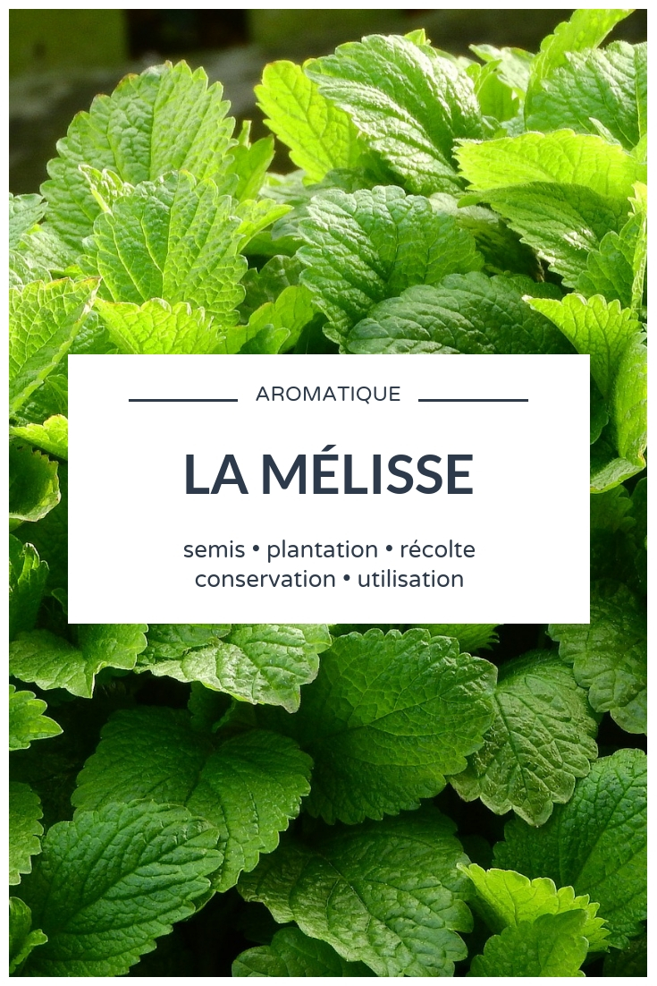 Melissa _ Sowing, Planting, Maintenance Lemon Balm: Our Tips for Growing This Aromatic Herb