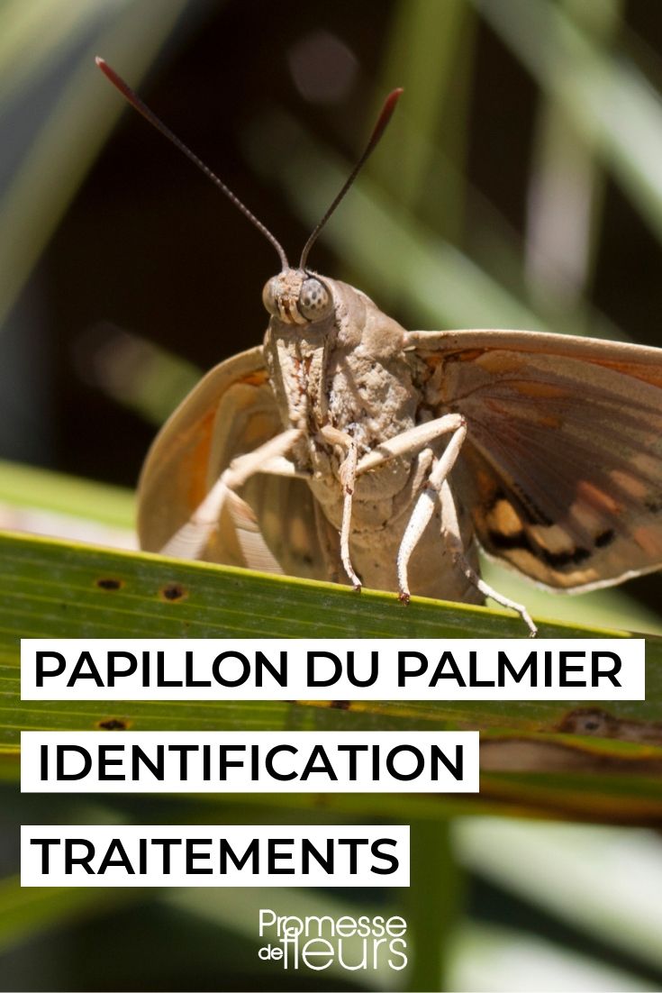 Palm Moth: Identification and Treatment (1) Paysandisia archon, palm moth