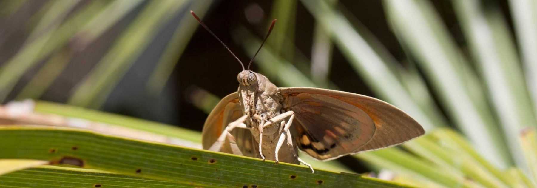 Palm moth, <em>Paysandisia archon</em>: control and treatment