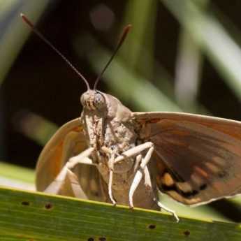 Palm moth, <em>Paysandisia archon</em>: control and treatment