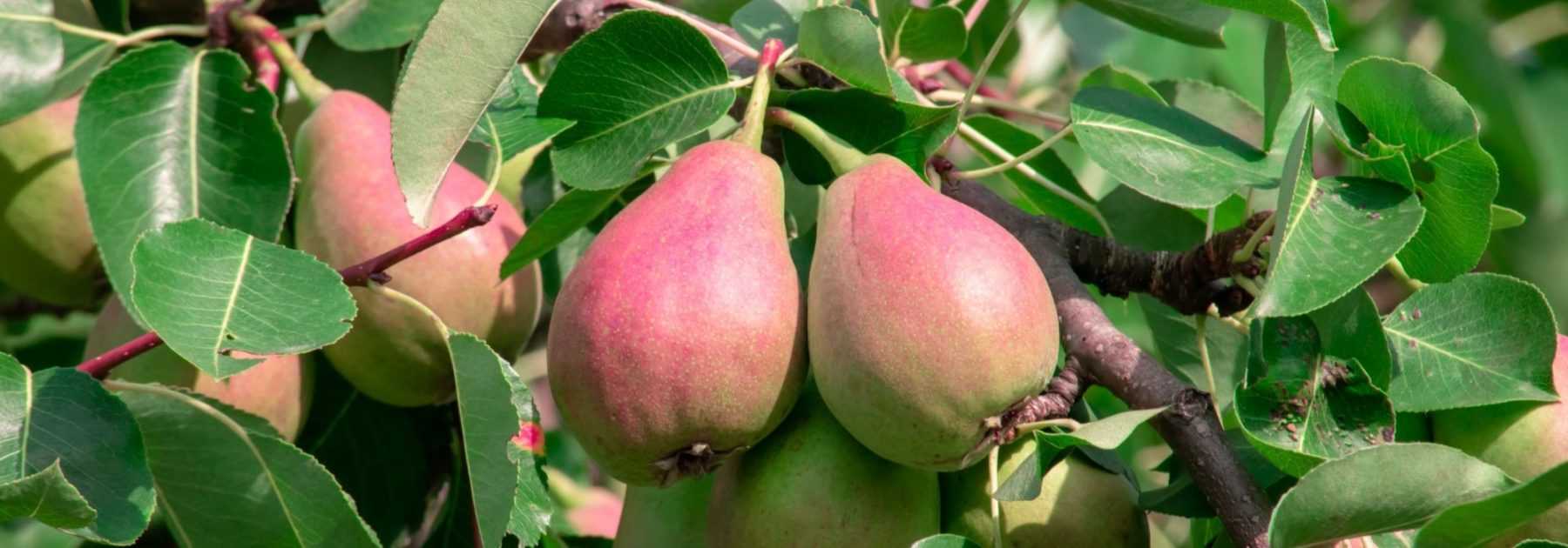 Pear Tree: Planting, Pruning and Care