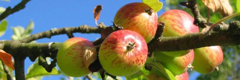 Apple Tree: Planting, Pruning and Care