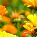 Marigold, <em>Calendula</em>: sowing, planting, cultivation