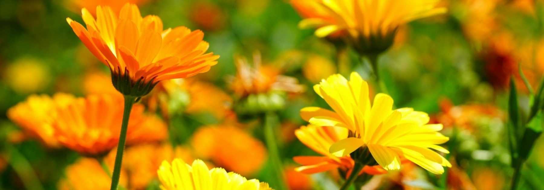 Marigold, <em>Calendula</em>: sowing, planting, cultivation