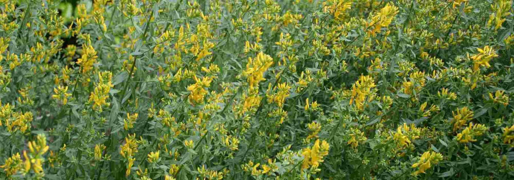 12 dye plants for plant-based dyes
