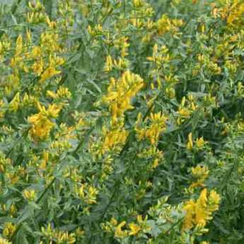 12 dye plants for plant-based dyes