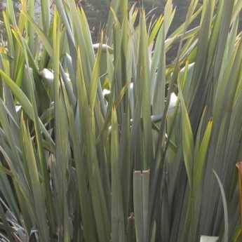 12 giant and imposing perennial plants
