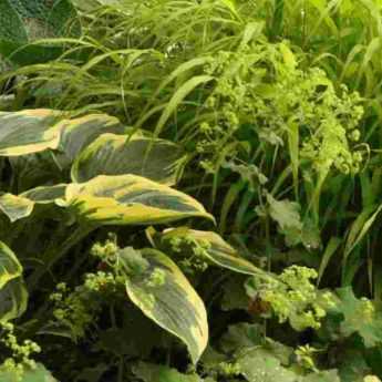 12 perennials for heavy, wet soil