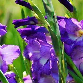 10 summer bulbs to plant in spring