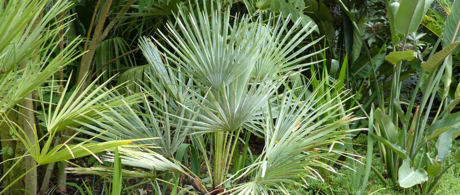 <em>Chamaerops</em>, dwarf palm: to plant, to grow and to care for