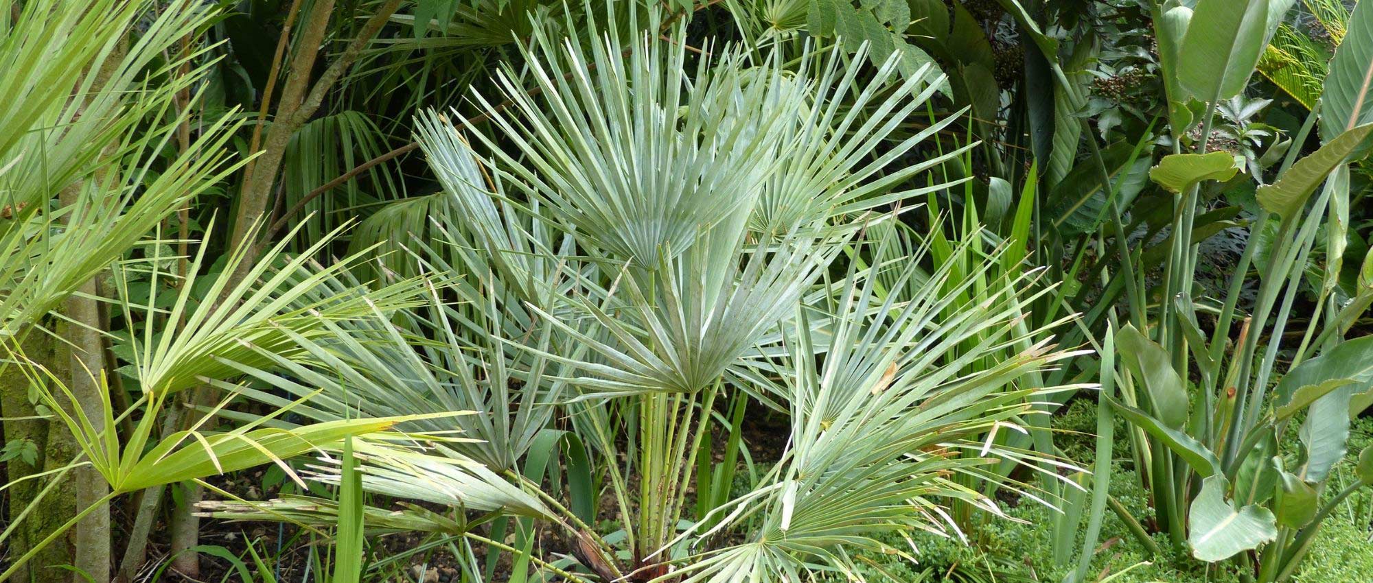 <em>Chamaerops</em>, dwarf palm: to plant, to grow and to care for