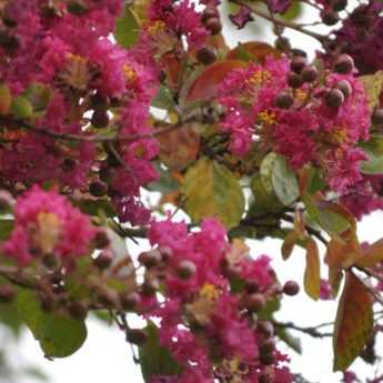 When and how to carry out pruning of <em>Lagerstroemia</em> or crepe myrtle?