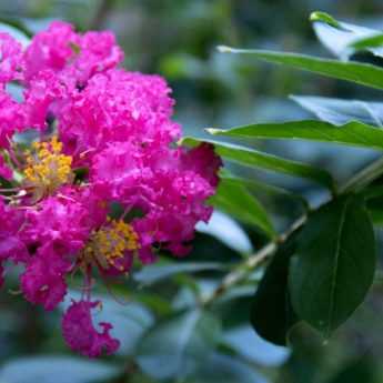 Crape myrtle, Lagerstroemia: 6 dwarf varieties perfect for growing in pots