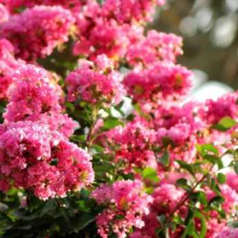 Crepe myrtle, <em>Lagerstroemia</em>: which variety to choose?