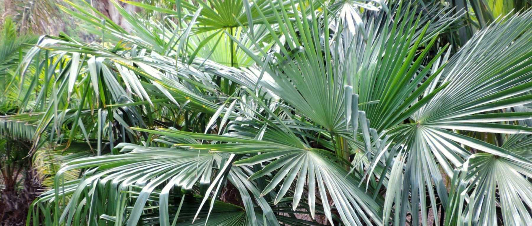 <em>Trachycarpus</em>, hemp palm: to plant, to grow and to care for