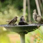 Heatwave, scorching temperatures: thirsty? Garden animals too!