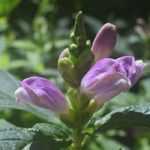 Turtlehead, <em>Chelone obliqua</em>: planting, cultivation