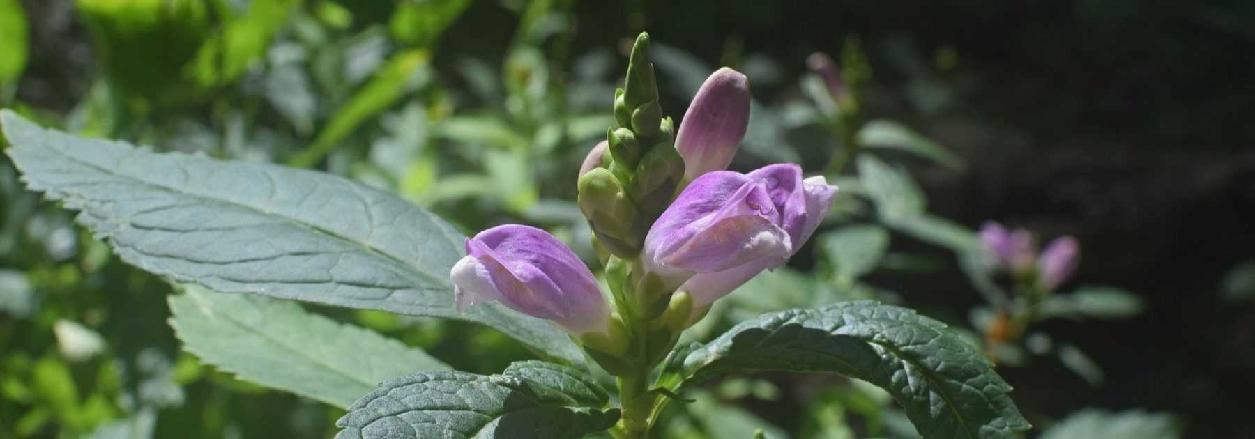 Turtlehead, <em>Chelone obliqua</em>: planting, cultivation