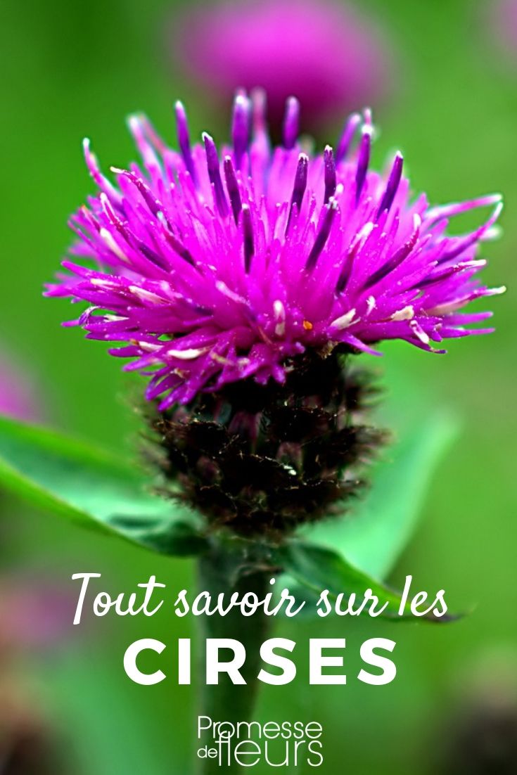 Cirsium: Everything You Need to Know

The genus Cirsium, part of the Asteraceae family, encompasses a variety of species commonly known as thistles. These plants are not only known for their distinctive spiky appearance but also for their resilience and adaptability to various environments.

### Characteristics of Cirsium

Thistles are easily recognizable by their prickly leaves and vibrant flower heads, which usually bloom in shades of purple, although some species may exhibit pink, red, or white flowers. These perennial plants can vary greatly in size, from small, compact species to towering varieties that can reach several feet in height.

### Growing Conditions

Cirsium species thrive in full sun but can tolerate partial shade. They are not particularly fussy about soil type, though they prefer well-drained soil. Once established, thistles are remarkably drought-resistant, making them an excellent choice for xeriscaping or low-water gardens.

### Propagation

Propagating thistles can be done through seeds or division. Sowing seeds directly into the garden in spring or autumn is the most straightforward method. For species that form clumps, division in early spring or after flowering in autumn helps to maintain plant vigour and prevent overcrowding.

### Ecological Benefits

Despite their sometimes aggressive nature, thistles play a crucial role in the ecosystem. They provide nectar for pollinators such as bees and butterflies, while their seeds are a food source for birds like goldfinches. Additionally, thistles can improve soil health by breaking up compact soil with their deep roots.

### Common Uses

In the garden, thistles can be used to add texture and visual interest with their unique form and striking flowers. They are particularly effective in wildflower meadows, naturalistic plantings, and as part of wildlife-friendly gardens.

### Managing Invasiveness

Some thistle species can be invasive, so it's important to choose garden varieties that are less likely to spread uncontrollably. Regular deadheading of spent flowers can prevent self-seeding and help control their spread.

In conclusion, while thistles may not be suitable for every garden, their distinctive appearance and ecological benefits make them a valuable addition to many landscapes. With proper management, they can be a beautiful and environmentally supportive part of your garden.