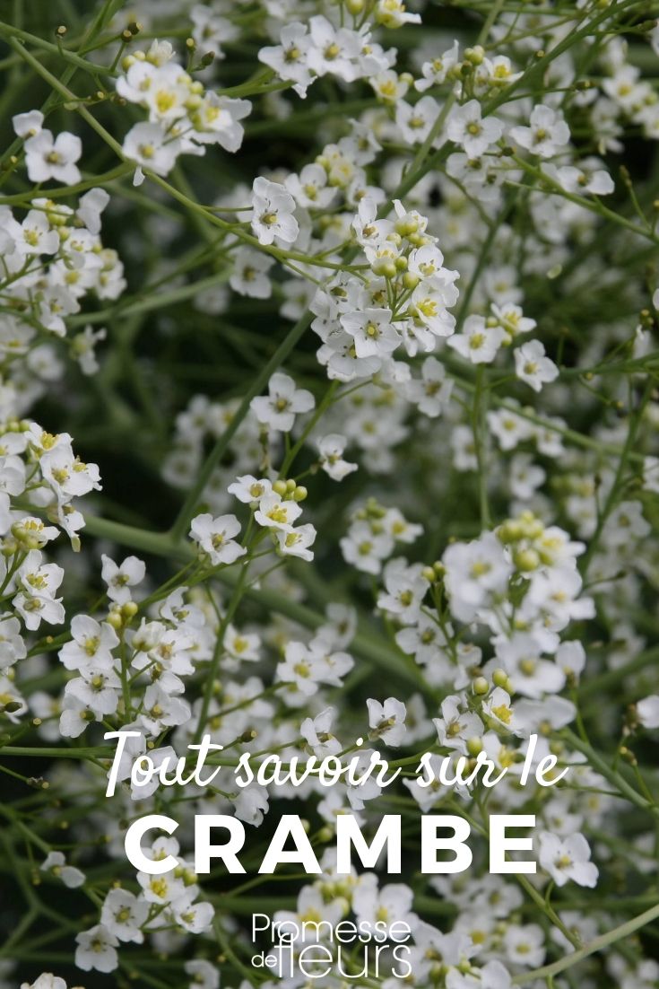 Crambe: Everything You Need to Know
The Crambe, often overlooked in gardens, is a true gem for those in the know. This robust perennial is not only visually striking with its cloud-like blooms, but it's also remarkably easy to care for. Here’s everything you need to know to grow Crambe in your garden.
### What is Crambe?
Crambe is a genus of about 20 species belonging to the Brassicaceae family, the same family as cabbage and mustard. Among the most popular in this genus are Crambe cordifolia and Crambe maritima, commonly known as giant sea kale and sea kale, respectively.
### Why Grow Crambe?
**Visual Appeal:** Crambe produces masses of tiny flowers that create a striking frothy effect. Crambe cordifolia, for instance, features large, cloud-like clusters of white blooms that can add a dramatic touch to any garden.
**Low Maintenance:** Once established, Crambe is drought tolerant and generally free from major pests and diseases. It’s an ideal choice for gardeners looking for low-maintenance yet attractive plants.
**Versatility:** Crambe can be used in various garden settings. It’s perfect for borders, cottage gardens, or even as a standalone specimen plant.
### How to Grow Crambe
**Location:** Plant Crambe in a sunny spot with well-drained soil. It thrives in full sun but can tolerate partial shade.
**Soil:** Crambe isn't fussy about soil type but performs best in well-drained, fertile soil. Adding organic matter like compost can help improve soil structure and nutrition.
**Watering:** Water young plants regularly to help them establish. Once mature, Crambe is quite drought tolerant, but occasional watering during prolonged dry spells will keep it looking its best.
**Feeding:** Apply a general-purpose fertilizer in spring to encourage healthy growth and abundant flowering.
**Pruning:** After flowering, cut back the flower stalks to encourage tidy growth. In late winter or early spring, remove old leaves to make way for new growth.
### Common Issues
While generally robust, Crambe can occasionally suffer from slug and snail damage, especially in wet conditions. Using organic slug pellets or barriers can help protect your plants.
### Conclusion
Crambe is a splendid choice for any gardener looking to add a touch of elegance and simplicity to their garden. With its minimal care requirements and striking appearance, it’s sure to be a talking point amongst visitors and a personal favourite for gardeners. Whether you’re a seasoned gardener or just starting out, consider Crambe for a reliable and beautiful addition to your garden. Sea Kale: Everything You Need to Know
Sea Kale, scientifically known as Crambe maritima, is a remarkable plant that thrives along the coasts of Europe. This perennial is not only admired for its ornamental qualities but also valued in the culinary world for its delicious shoots.
### Characteristics of Sea Kale
Sea Kale is a robust plant that forms a low clump of wavy, blue-green leaves. During the spring, it produces white, honey-scented flowers, which are not only a visual treat but also attract a host of pollinators. This plant is particularly resilient, capable of withstanding salty sea winds and poor soil conditions.
### Cultivation Tips
To grow Sea Kale successfully, choose a sunny spot with well-drained soil. Although it tolerates poor soils, a little compost or well-rotted manure can encourage better growth. Sea Kale is drought-resistant once established, making it a low-maintenance choice for coastal gardens.
### Culinary Uses
The young shoots of Sea Kale, often called "sea kale sprouts," are a spring delicacy. They can be blanched and served with a drizzle of butter or hollandaise sauce. The flavor is similar to asparagus, with a distinct, slightly nutty taste.
### Environmental Benefits
Planting Sea Kale can also contribute to coastal ecosystem stability. Its deep root system helps prevent soil erosion, making it an excellent choice for gardeners looking to combine aesthetic appeal with environmental conservation.
In conclusion, whether you're a gardener interested in unique ornamental plants or a culinary enthusiast eager to explore new flavors, Sea Kale offers something for everyone. Its resilience, beauty, and flavor make it a worthy addition to diverse garden settings.