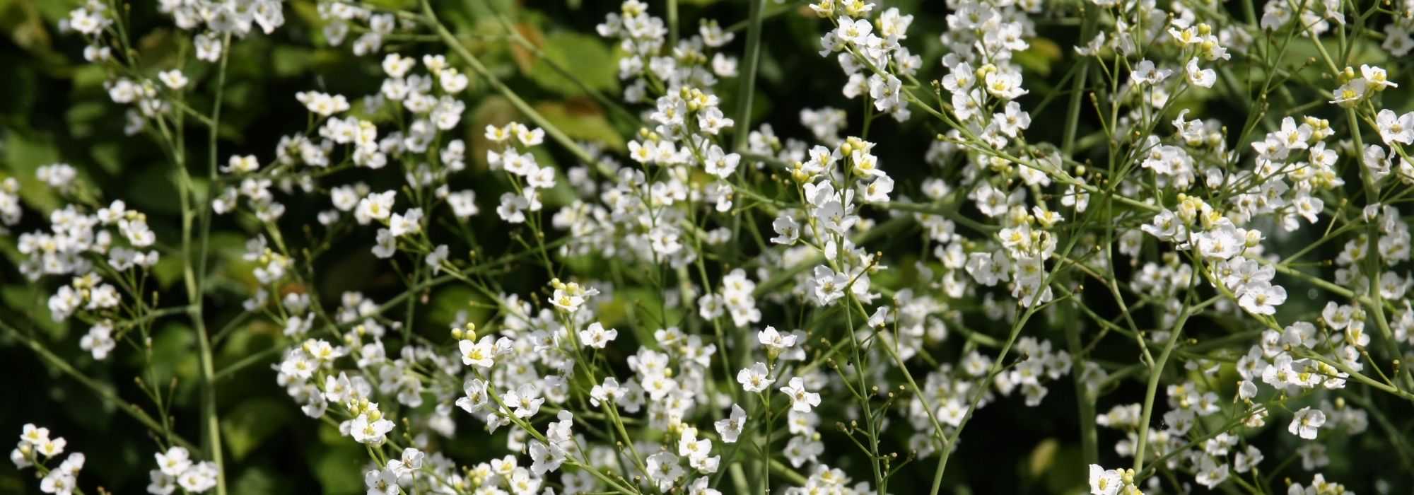 <em>Crambe</em>, sea kale or nuage: planting, to grow, care