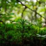 I've tried out a permaculture course for you.