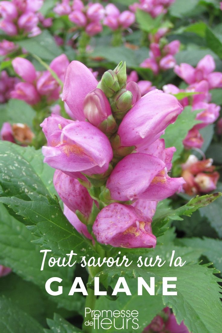 Chelone obliqua: Everything You Need to Know
Chelone obliqua, commonly known as turtlehead, is a perennial plant that brings a unique charm to any garden. Its distinctive, turtle-shaped flowers bloom in late summer and continue into the autumn, offering a splash of colour when many other plants begin to fade. Here’s everything you need to know about cultivating and caring for this intriguing plant.
**Growing Conditions**
Turtlehead thrives in moist, well-drained soil and can be planted in partial to full shade. It’s particularly well-suited to woodland gardens or areas beside water features, where the soil remains damp. Although Chelone obliqua can tolerate some degree of wet soil, good drainage is crucial to prevent root rot.
**Planting and Care**
When planting turtlehead, space the plants about 30-45 cm apart to allow for their spreading habit. They are low-maintenance plants but benefit from a layer of mulch to help retain soil moisture and suppress weeds. In spring, apply a general-purpose fertiliser to support healthy growth and abundant flowering.
**Pest and Disease Management**
Chelone obliqua is relatively resistant to pests and diseases. However, slugs and snails can sometimes be a problem, especially in very moist conditions. Using organic slug pellets or creating barriers can help protect your plants. Additionally, ensure good air circulation to prevent fungal diseases such as powdery mildew.
**Pruning and Winter Care**
After flowering, you can cut back the stems to maintain a tidy appearance and encourage bushier growth. In colder regions, mulching around the base of the plants in autumn will help protect the roots from freezing temperatures.
**Companion Plants**
Turtlehead pairs beautifully with other shade-loving perennials such as hostas and ferns. Its upright form and late flowering period make it an excellent companion for early blooming shade plants, providing continued interest throughout the season.
By incorporating Chelone obliqua into your garden, you’ll not only enjoy its lovely flowers but also attract pollinators such as bees and butterflies, enhancing the biodiversity of your garden space. Galane, Chelone obliqua: Planting, Cultivating