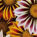 <em>Gazania</em>: sowing, planting and care