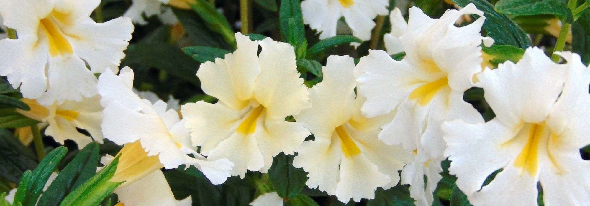 <em>Mimulus</em>, mimule: planting, care