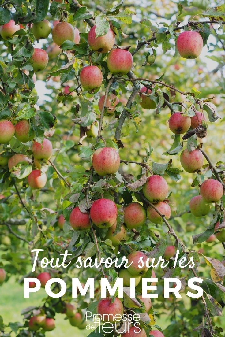 Apple Tree: Everything You Need to Know
Apple trees, known botanically as Malus domestica, are among the most popular and rewarding fruit trees to grow in temperate climates. Whether you're a novice gardener or a seasoned horticulturist, understanding the basics of apple tree care can lead to bountiful harvests of crisp, juicy fruits.
### Choosing the Right Variety
When selecting an apple tree for your garden, consider the climate, the available space, and your personal taste preferences. There are varieties that thrive in colder climates, such as 'Granny Smith', and others that are suited to milder regions, like 'Gala'. Also, think about whether you prefer eating apples fresh, using them in cooking, or both.
### Planting Your Apple Tree
The best time to plant apple trees is in the late autumn or early spring when the weather is cool. Choose a sunny spot with well-draining soil. It's crucial to give your apple tree enough space to grow; dwarf varieties require about 2-3 meters between trees, while standard trees need about 4-6 meters.
### Ongoing Care and Maintenance
Apple trees require some care to produce a good yield:
- **Watering:** Regular watering is essential, especially during the first few years and in dry periods. However, avoid waterlogging the soil.
- **Pruning:** Annual pruning helps maintain the tree’s shape, encourages healthy growth, and improves fruit quality. Prune in late winter before new growth starts.
- **Feeding:** Apply a balanced fertilizer in early spring and again in summer to support growth and fruiting.
- **Pest and Disease Control:** Keep an eye out for common issues like apple scab and codling moth. Use appropriate treatments as necessary, considering organic options to keep your garden eco-friendly.
### Harvesting and Storage
Apples are typically ready for harvest from late summer through to autumn, depending on the variety. The best indicator of ripeness is taste and colour. Once harvested, apples can be stored in a cool, dry place where they can last for several weeks, depending on the variety.
Growing apple trees can be immensely satisfying. With the right care, you can enjoy a beautiful tree that provides shade and delicious fruits for many years. Whether for pies, juices, or fresh eating, the fruits of your labour will surely be a delightful reward. Everything You Need to Know About Malus