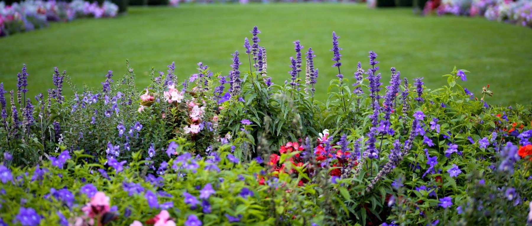 English garden: how to lay it out?