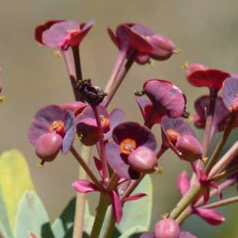 Euphorbias: 7 ideas for successful combinations