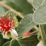 <em>Feijoa sellowiana</em>, Brazilian guava: to plant, to grow and harvest its fruits