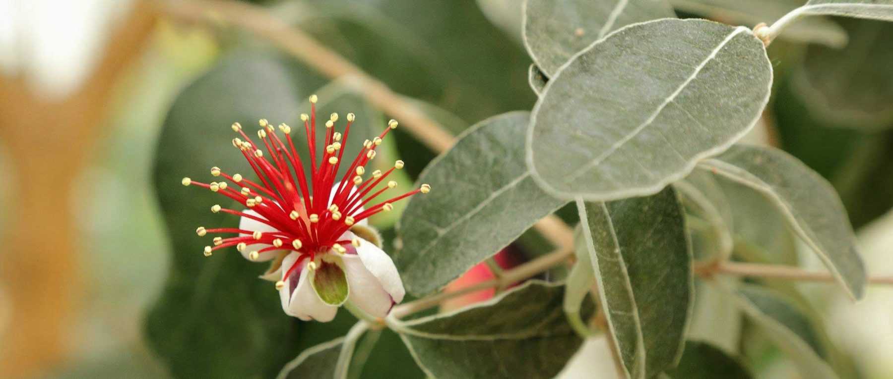 <em>Feijoa sellowiana</em>, Brazilian guava: to plant, to grow and harvest its fruits
