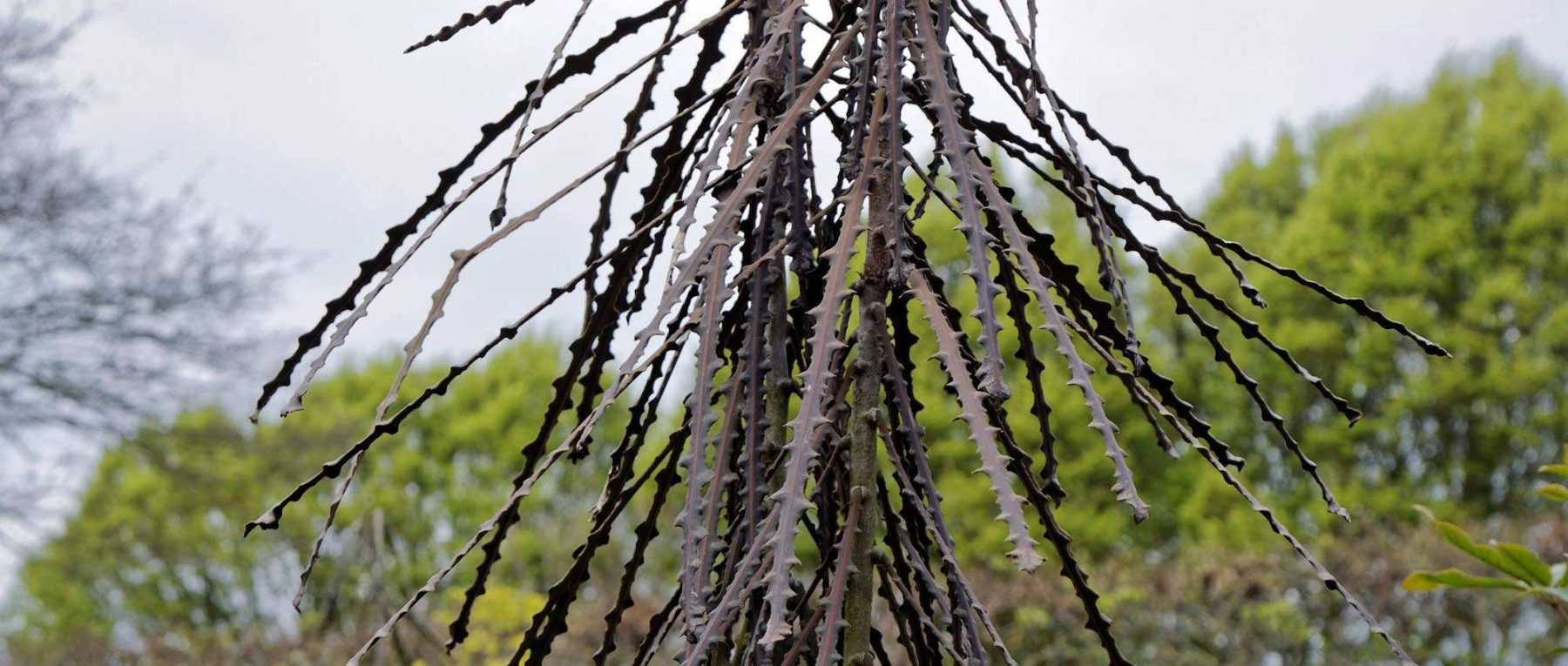 <em>Pseudopanax</em>: planting, cultivation and care