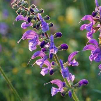 Sage: 7 ideas for successful companion planting