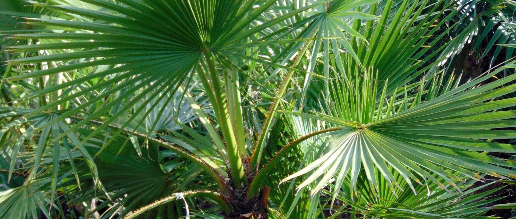 <em>Washingtonia</em>, Mexican fan palm: plant, grow and care for