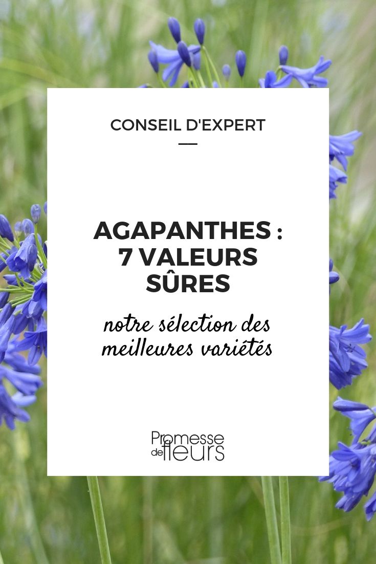 Agapanthus - Best Varieties