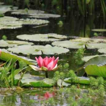Choosing aquatic plants for a pond or basin