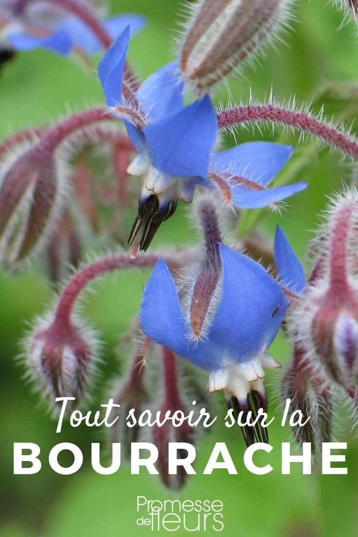 Borago: Everything You Need to Know

Borago, commonly known as borage, is a fascinating plant that offers both ornamental and culinary uses. In this article, we'll delve into everything you need to know about Borago, from its cultivation requirements to its various applications in the garden and kitchen.

### Cultivation and Care

Borago officinalis, or borage, is renowned for its easy cultivation and rapid growth. This annual herb thrives in well-drained, moderately fertile soil, although it is quite adaptable to less ideal conditions. Borage prefers full sun but can tolerate partial shade, where it might produce fewer flowers.

When planting borage, space the seeds or seedlings about 30-45 cm apart to give each plant enough room to grow. Water regularly, especially during prolonged dry spells, but be careful not to overwater as borage is susceptible to root rot.

### Aesthetic Appeal

Borage is not only useful but also beautiful. It features striking, star-shaped blue flowers that are a delight in any garden setting. These flowers are particularly loved by bees and other pollinators, making borage a fantastic choice for those looking to support local wildlife.

The plant's foliage, with its hairy, cucumber-scented leaves, adds a unique texture to the garden. While the leaves are rough, they can be used in salads or as a garnish, provided they are finely chopped to reduce their prickliness.

### Culinary Uses

Borage's leaves and flowers are both edible, with a light cucumber-like flavor that makes them perfect for culinary experimentation. The flowers can be used fresh to beautify salads, desserts, and cocktails or crystallized for a longer-lasting decoration.

The young leaves can be cooked like spinach or included raw in salads, but it's advisable to use them sparingly due to their slightly hairy texture.

### Medicinal Benefits

Historically, borage has been valued for its medicinal properties. It is said to have diuretic and anti-inflammatory effects and has been used to treat various ailments from depression and anxiety to inflammation-related conditions.

### Conclusion

Borage is a versatile plant that deserves a spot in both ornamental and vegetable gardens. Its ease of care, beauty, and utility make it a valuable addition for gardeners and cooks alike. Whether you're looking to attract pollinators, add a splash of color, or experiment with new flavors in the kitchen, borage is an excellent choice.