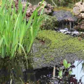Create a natural pond in your garden