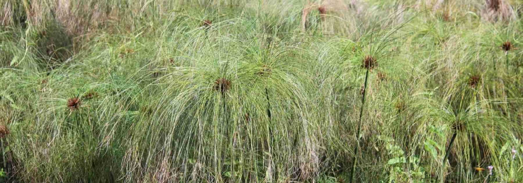 Papyrus, Cyperus: Planting and Care