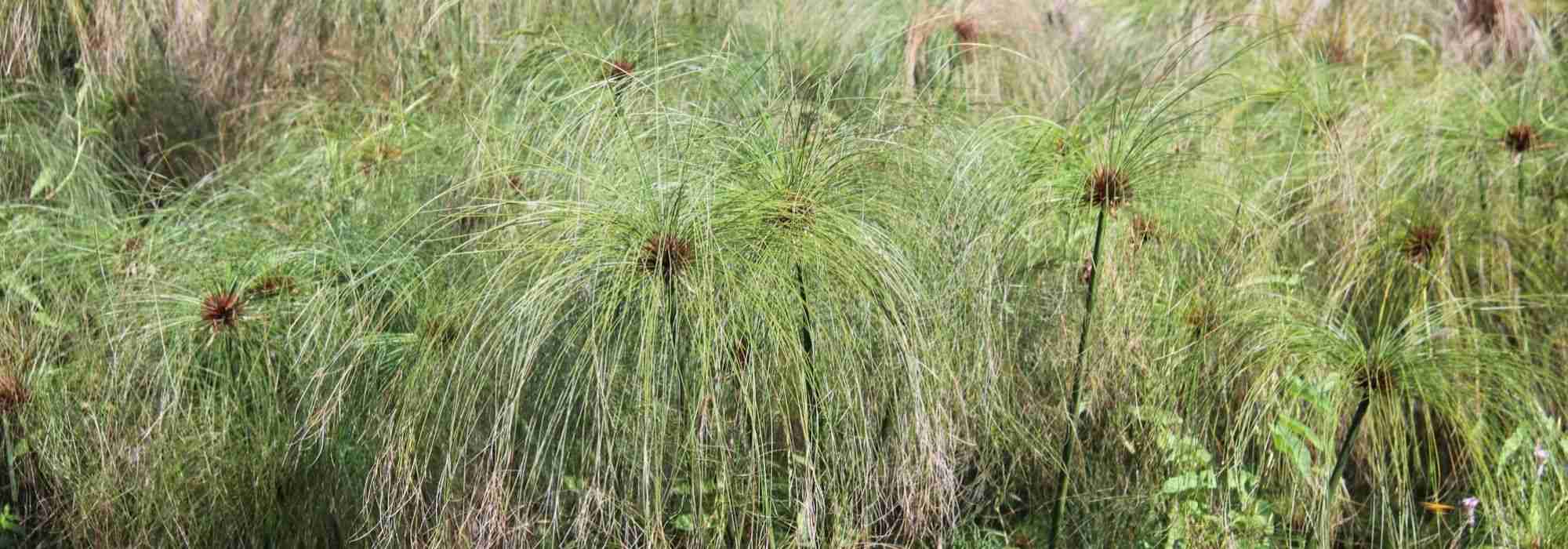 Papyrus, Cyperus: Planting and Care