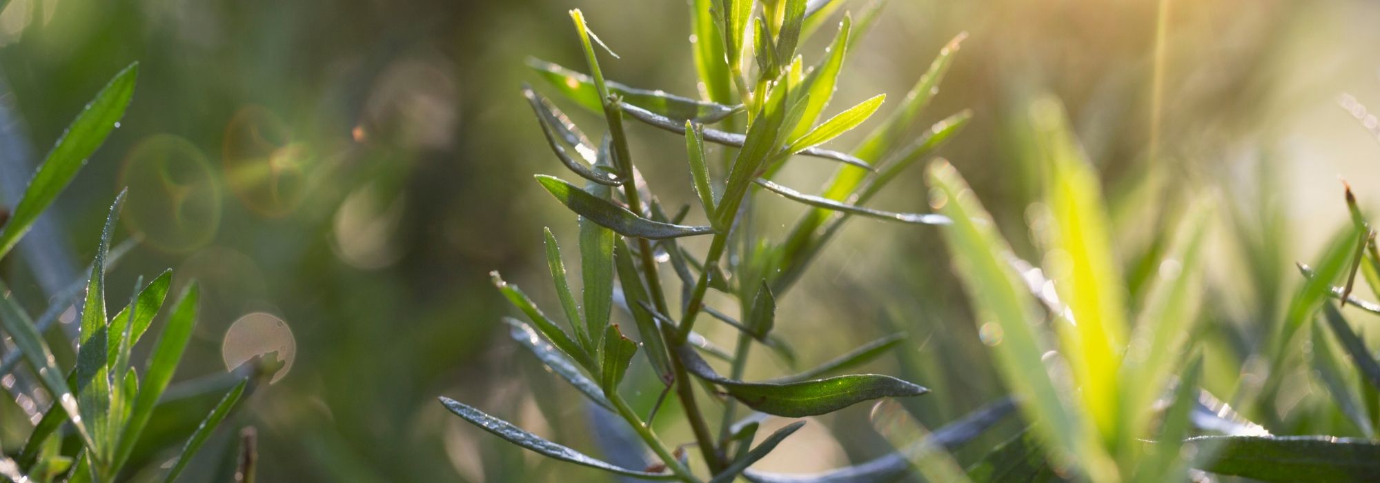 Tarragon: planting, sowing, harvesting